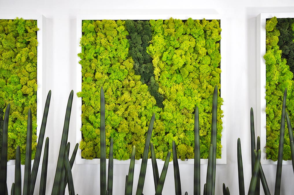 Preserved Moss Frames