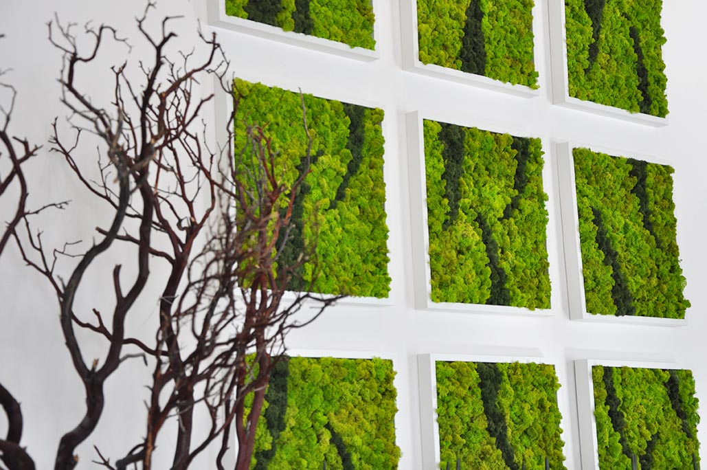 Preserved Moss Frames