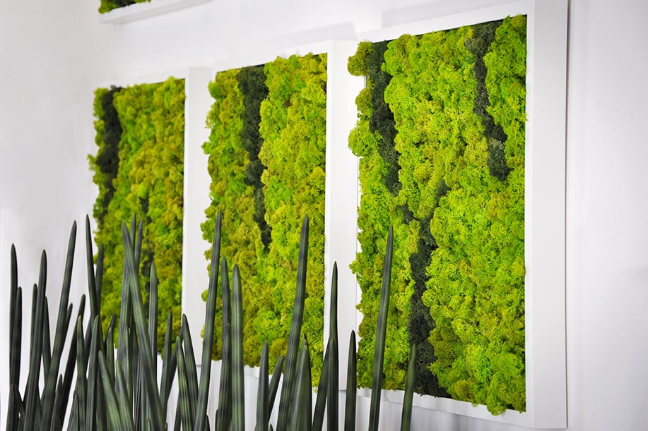 Preserved Moss Frames