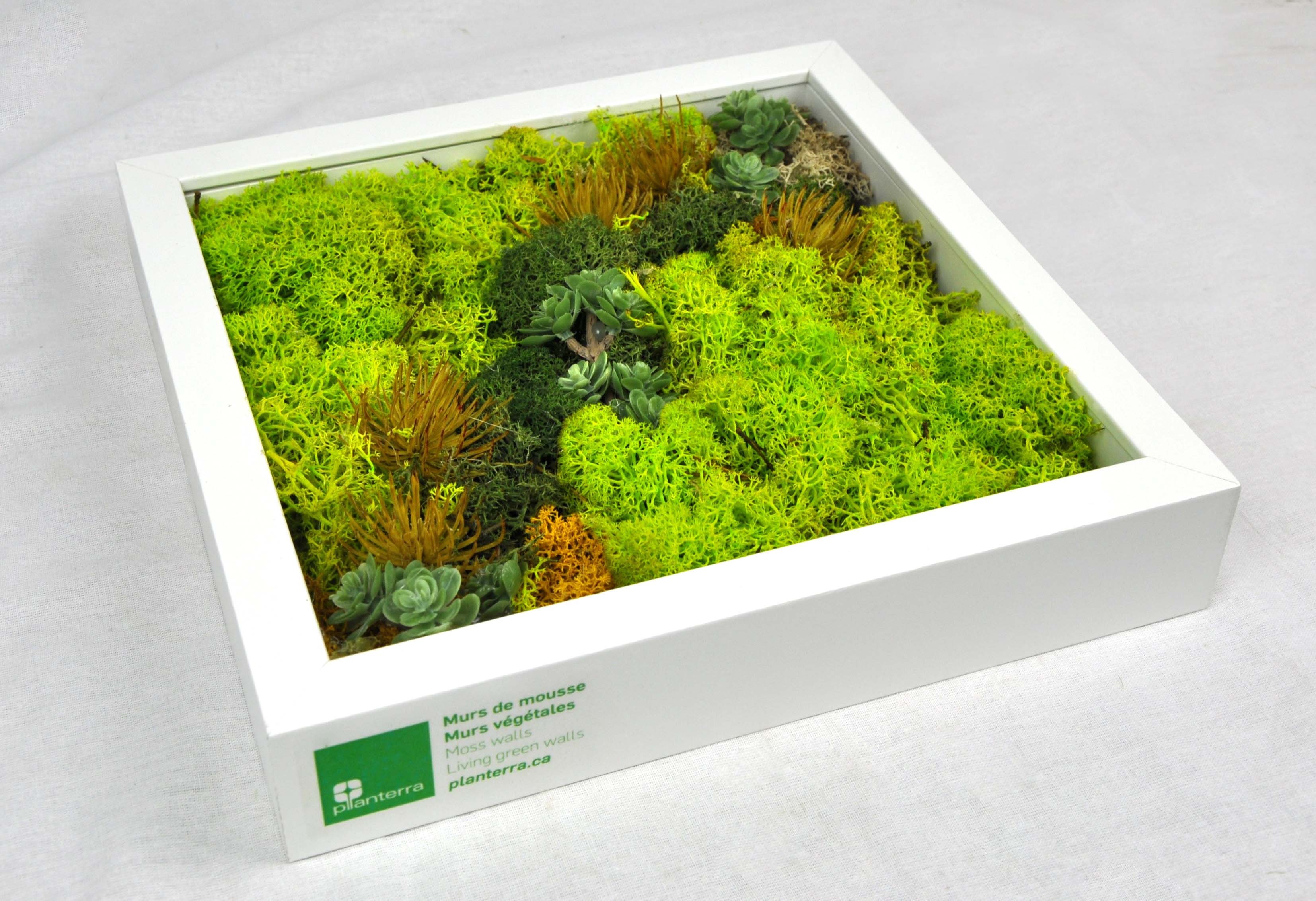 Preserved Moss Wall Frame
