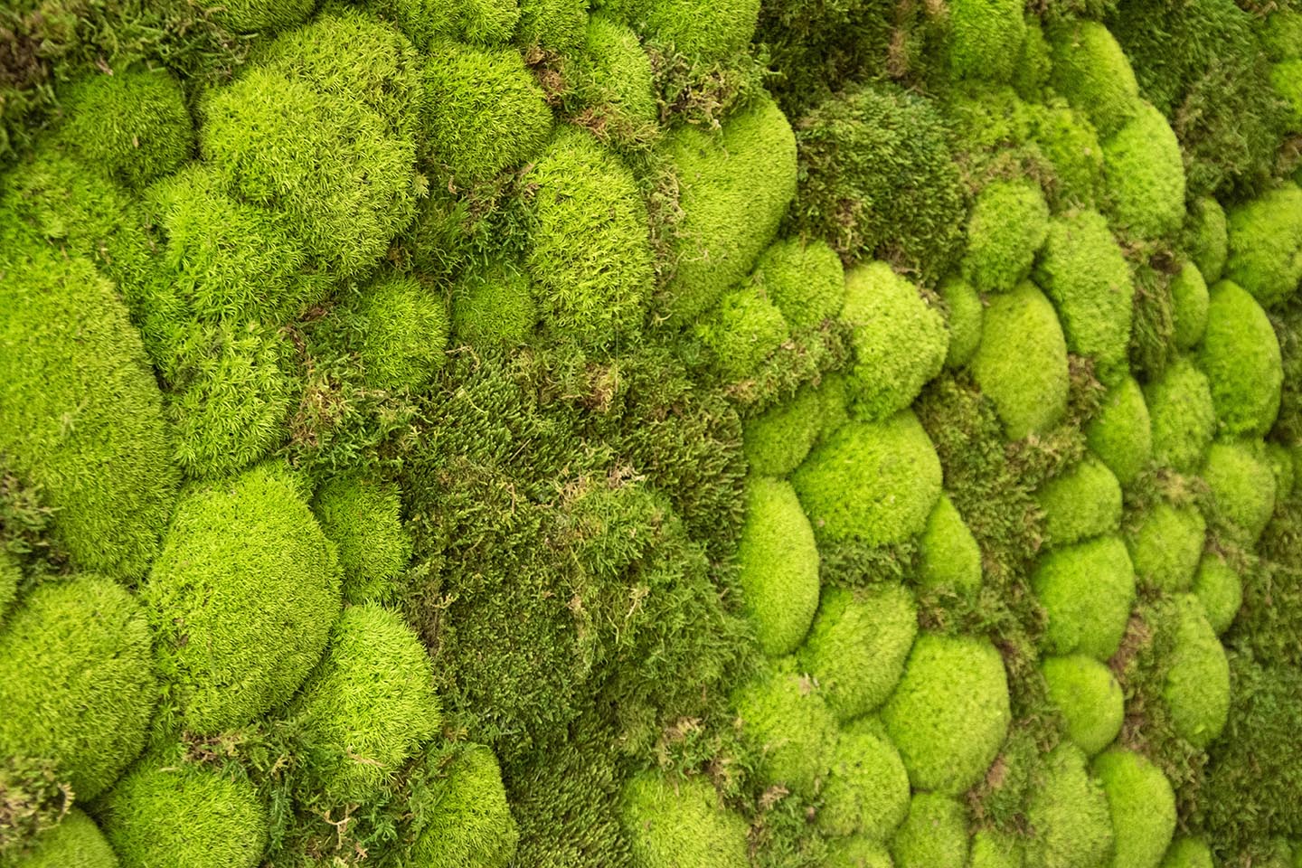 Moss Wall Targray