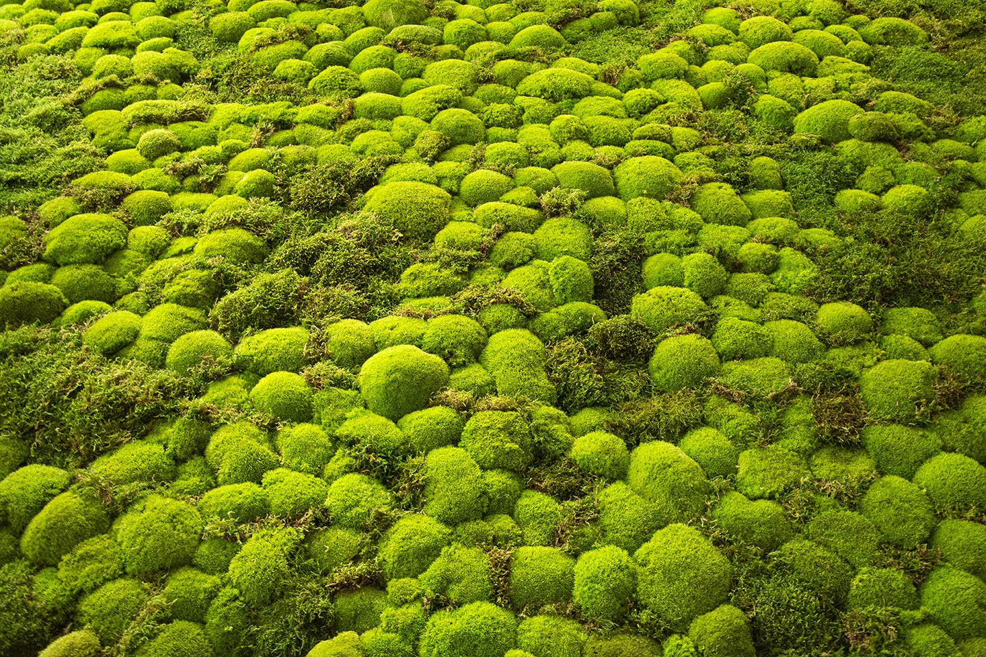 Mur de mousse Targray