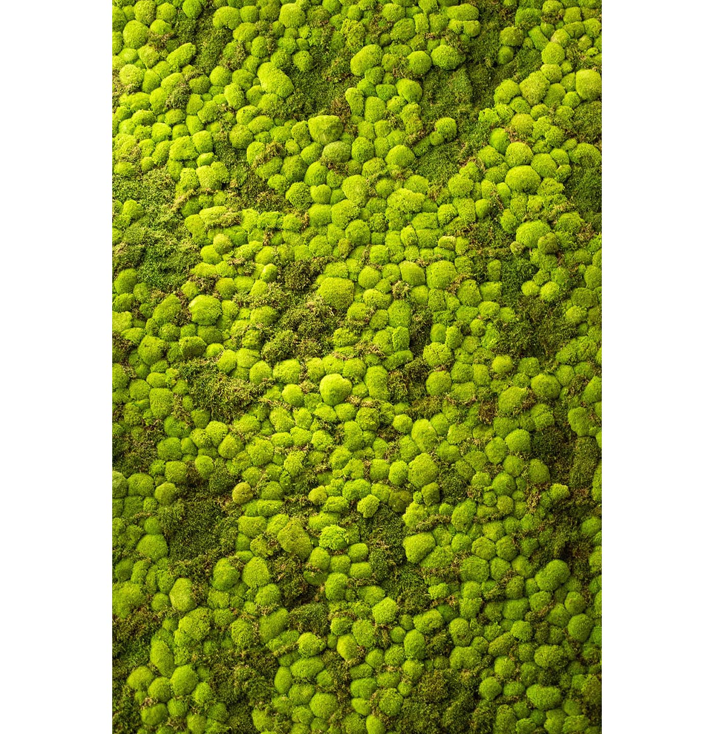 Moss Wall Targray