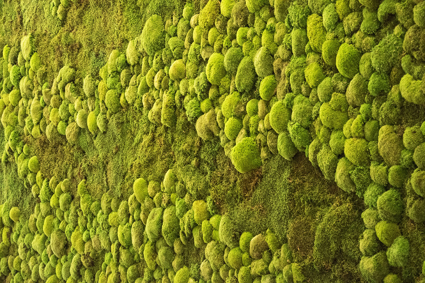 CMPG Moss Wall