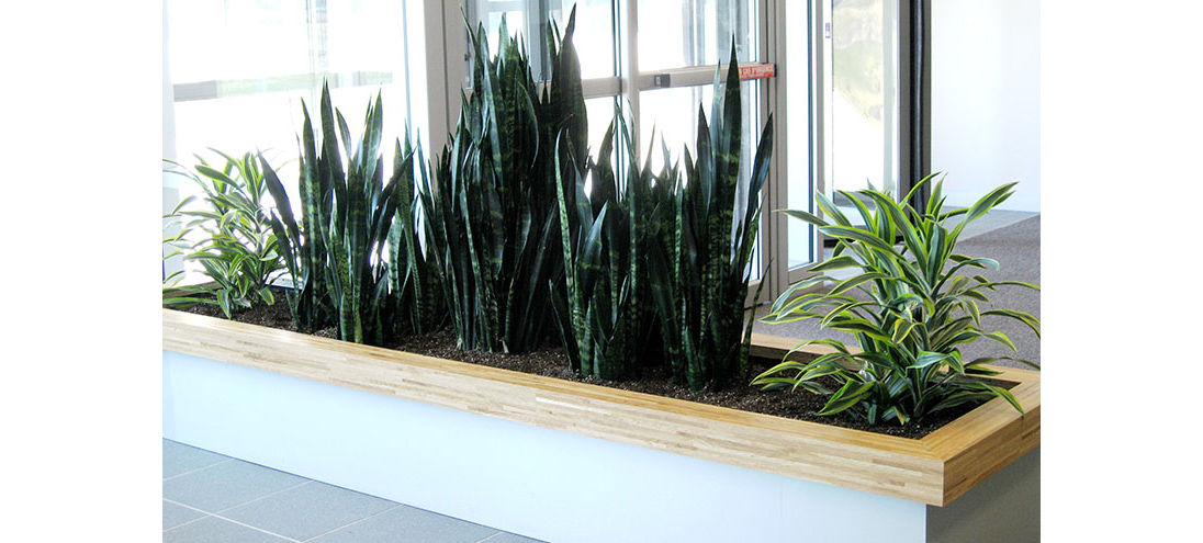 Bell Campus Interior Landscaping