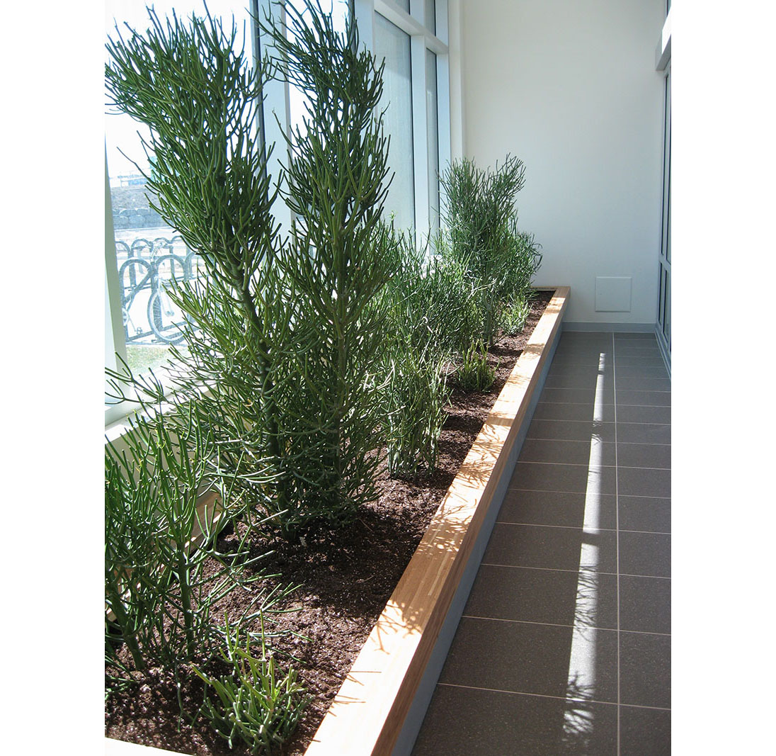 Bell Campus Interior Landscaping