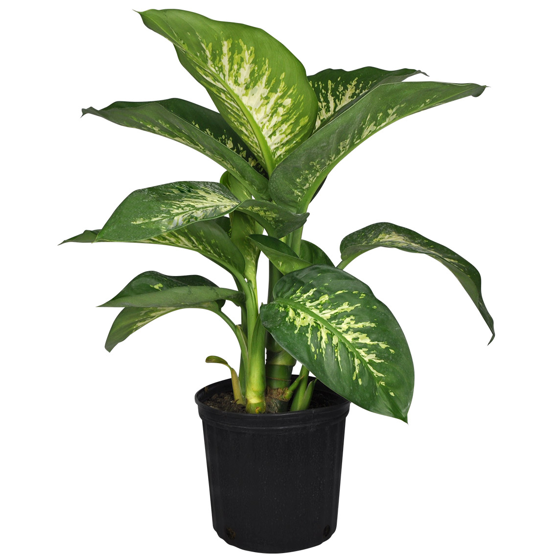 https://www.planterra.ca/images/tropical_plants/10in_diffenbachia_lrg.jpg
